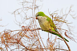 Image. Monk Parakeet