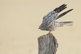 Image. Montagu's Harrier
