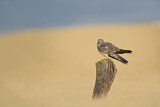 Image. Montagu's Harrier
