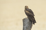 Image. Montagu's Harrier