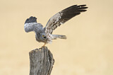 Image. Montagu's Harrier