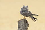 Image. Montagu's Harrier