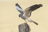 Image. Montagu's Harrier