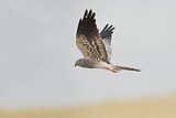 Image. Montagu's Harrier
