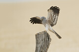 Image. Montagu's Harrier