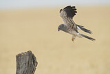 Image. Montagu's Harrier
