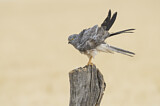 Image. Montagu's Harrier