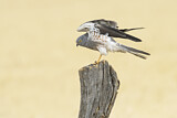 Image. Montagu's Harrier
