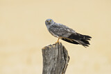 Image. Montagu's Harrier