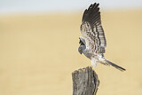 Image. Montagu's Harrier