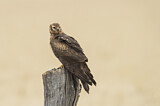 Image. Montagu's Harrier