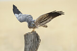 Image. Montagu's Harrier