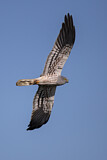 Image. Montagu's Harrier