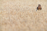 Image. Montagu's Harrier