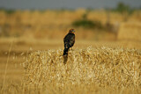 Image. Montagu's Harrier