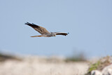 Image. Montagu's Harrier