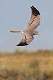 Image. Montagu's Harrier
