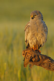 Image. Montagu's Harrier