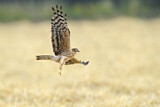 Image. Montagu's Harrier