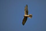 Image. Montagu's Harrier