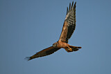 Image. Montagu's Harrier