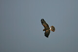 Image. Montagu's Harrier