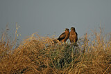 Image. Montagu's Harrier