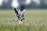 Image. Montagu's Harrier