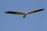 Image. Montagu's Harrier