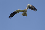 Image. Montagu's Harrier