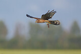 Image. Montagu's Harrier