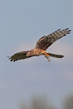 Image. Montagu's Harrier