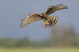 Image. Montagu's Harrier