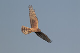 Image. Montagu's Harrier