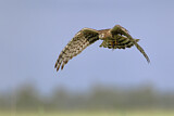 Image. Montagu's Harrier