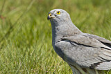 Image. Montagu's Harrier