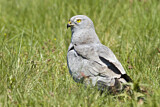 Image. Montagu's Harrier