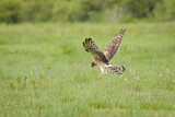 Image. Montagu's Harrier