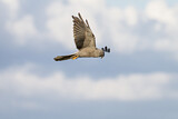 Image. Montagu's Harrier