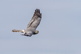 Image. Montagu's Harrier