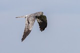 Image. Montagu's Harrier