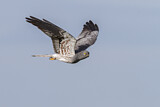Image. Montagu's Harrier