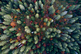 Image. Montane Forest aerial image