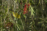 Image. Montane White-eye