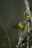 Image. Montane White-eye