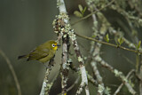 Image. Montane White-eye