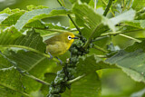 Image. Montane White-eye