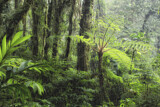 Image. Monteverde Cloud Forest