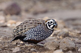 Image. Montezuma Quail