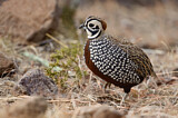 Image. Montezuma Quail